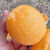 巴阳五星大枇杷，酸甜适中，家乡味道，快来尝鲜，大部分地区顺丰包邮 商品缩略图12