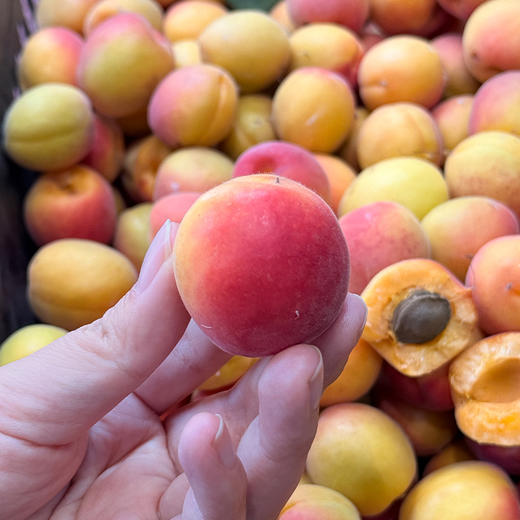 新鲜水果 酸甜可口丹江口龙山小黄杏  2斤装 商品图1