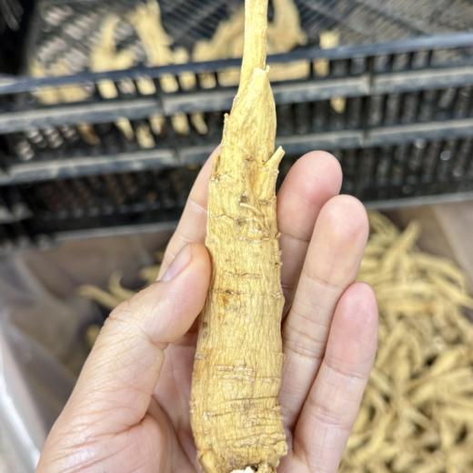 纯加拿大原产西洋参原枝 5年足龄老参 花旗参 药食同源 温性 养生上品 I百里食 商品图0