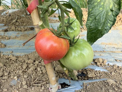 自产/有机种植 番茄/ 西红柿 大果型 粉果 商品图4