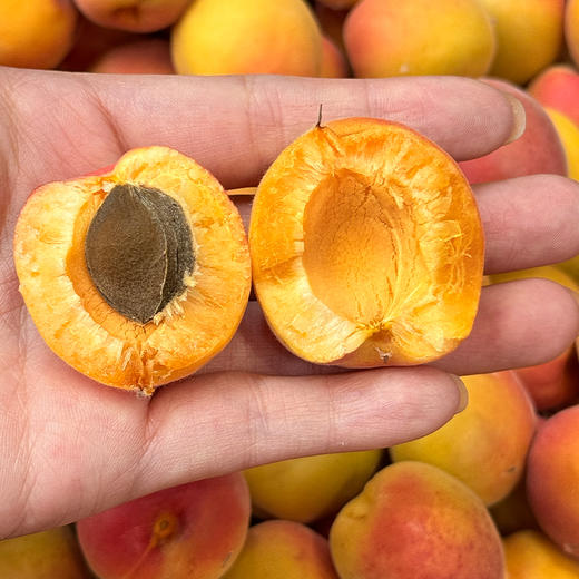 新鲜水果 酸甜可口丹江口龙山小黄杏  2斤装 商品图3