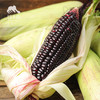 生态紫糯玉米 | 合作生产*Eco-friendly Purple Waxy Corn|  Partner Production 商品缩略图0