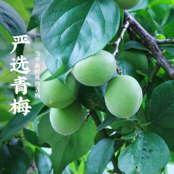 味太宗【配料干净】浦城桂花250g正宗浦城丹桂花蜜糖桂花蜜酿 热门商品 /粮油调味 /调味品 /西式酱料 商品图2