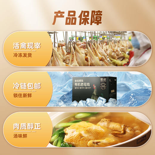 丨有机丨老母鸡 黑鸡品种 500天生态养殖，有机认证，无药残/无激素/无抗生素 下单送煲汤菌菇包 商品图3