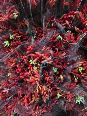 袋鼠爪红色（国产）