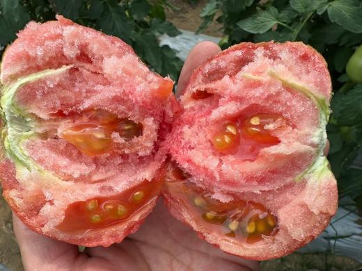 自产/有机种植 番茄/ 西红柿 大果型 粉果 商品图1