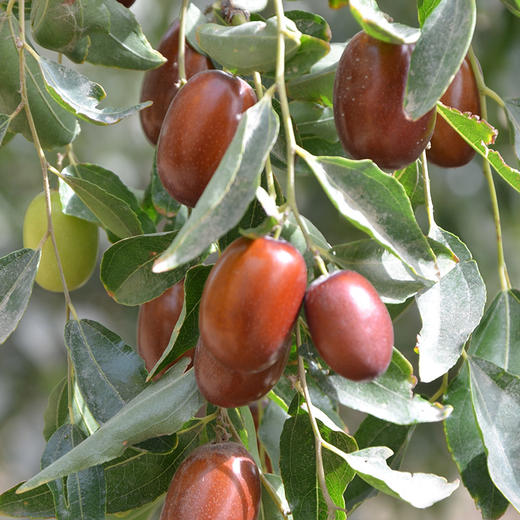 【蜜饯精选】若羌有机灰枣 自然成熟吊干红枣 有机认证 原生美味 肉厚核小 甘甜醇香 精选灰枣 原滋原味 开袋即食 商品图5