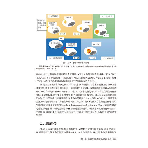 生殖道沙眼衣原体感染综合防治 陈祥生 主编 内容包括沙眼衣原体基础理论 沙眼衣原体性传播及其导致的生殖泌尿道等人民卫生出版社 商品图4