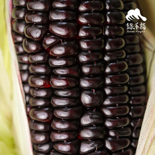 生态紫糯玉米 | 合作生产*Eco-friendly Purple Waxy Corn|  Partner Production 商品图4