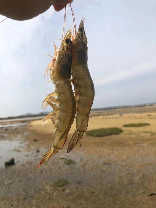 【静姐   虾仁每月15-18号有赠送】【非活动期间下单默认常规规格发货】DING级大虾仁 正规26/30规格的原浆大虾仁 鲜虾现剥 速冻锁鲜 商品图3