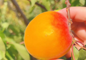 丹江龙山小黄杏