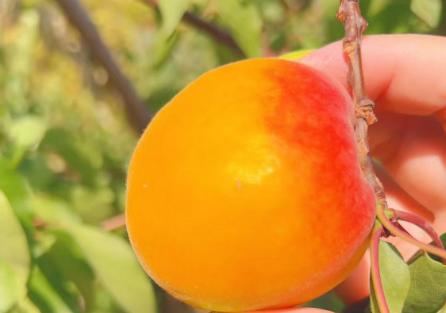 丹江龙山小黄杏 商品图0