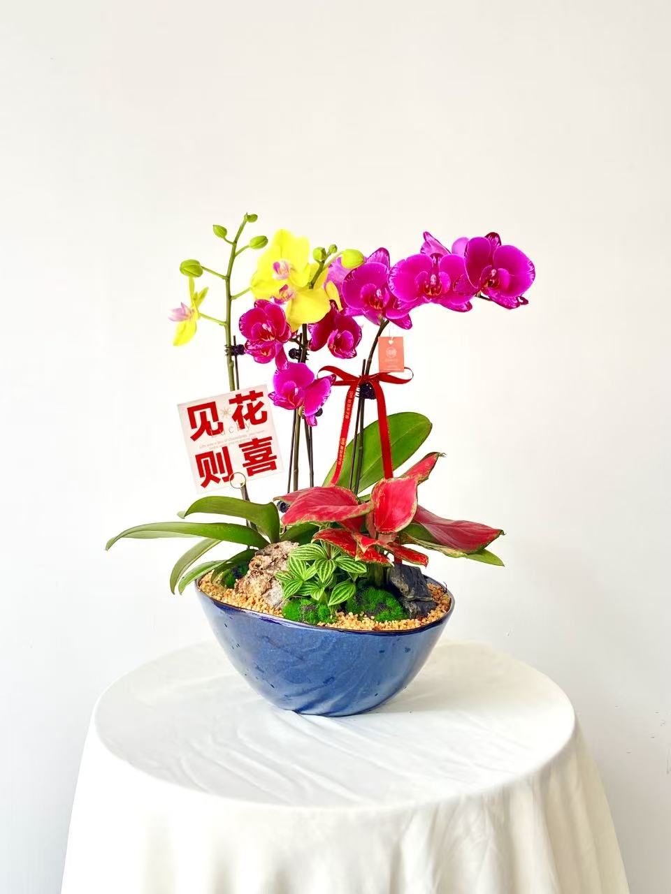 蝴蝶兰/蓝盆异形298