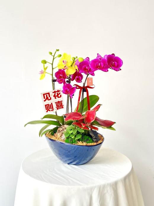 蝴蝶兰/蓝盆异形298 商品图0
