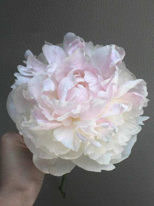 【预售！4.20起陆续发出】珍珠少女【人间四月天，芍药铺庭前】简小姐精选芍药季新品 珍珠少女 5枝 两件包邮 顺丰直发 商品图1