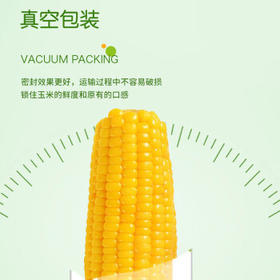 北大荒东北黄糯玉米棒 真空非转基因鲜食玉米黏玉米 4斤 /粮油调味 /杂粮 /谷米类