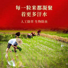 三人行 延寿大米 有机稻香米10斤  真空包装 有机 东北大米 24年新米  /粮油调味 /米 /稻花香米