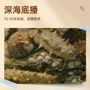 上品堂大连原产地有机干海参250g 50-60只 年货礼盒辽刺参海参自食送礼 /粮油调味 /南北干货 /干海参 商品图2
