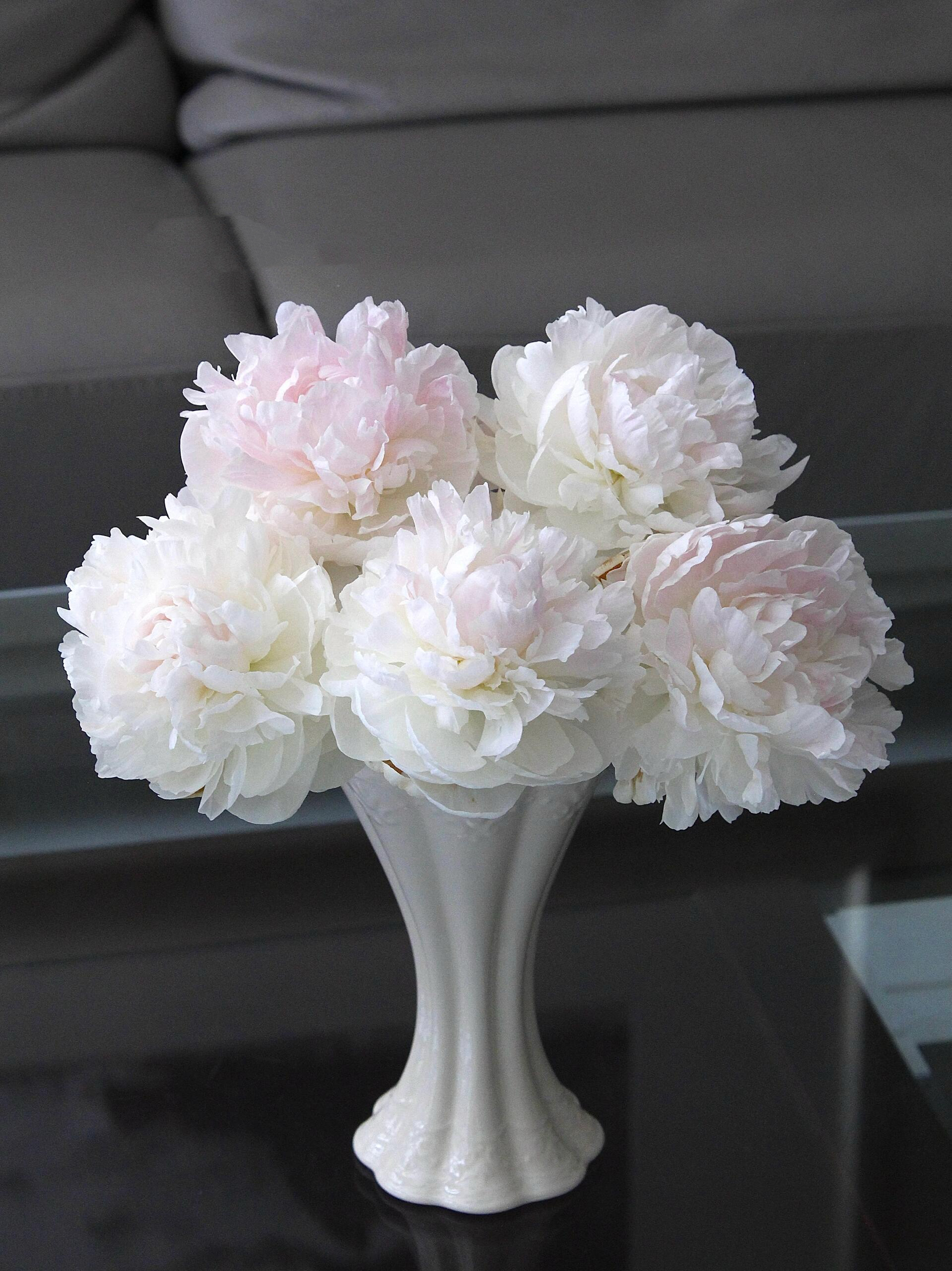 【预售！4.20起陆续发出】珍珠少女【人间四月天，芍药铺庭前】简小姐精选芍药季新品 珍珠少女 5枝 两件包邮 顺丰直发