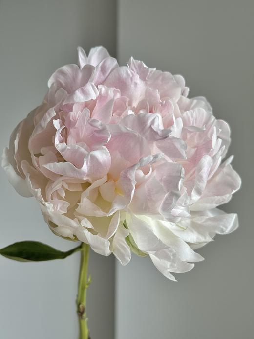 【预售！4.20起陆续发出】珍珠少女【人间四月天，芍药铺庭前】简小姐精选芍药季新品 珍珠少女 5枝 两件包邮 顺丰直发 商品图8