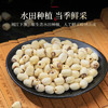 半山农莲子去芯 300g 干货白莲子 湘潭特产祛火降噪百合银耳桂圆煲汤 /粮油调味 /南北干货 /果茎食补干货 商品缩略图4