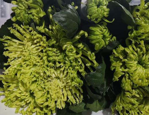 小菊 | 单头烟花菊绿 商品图1