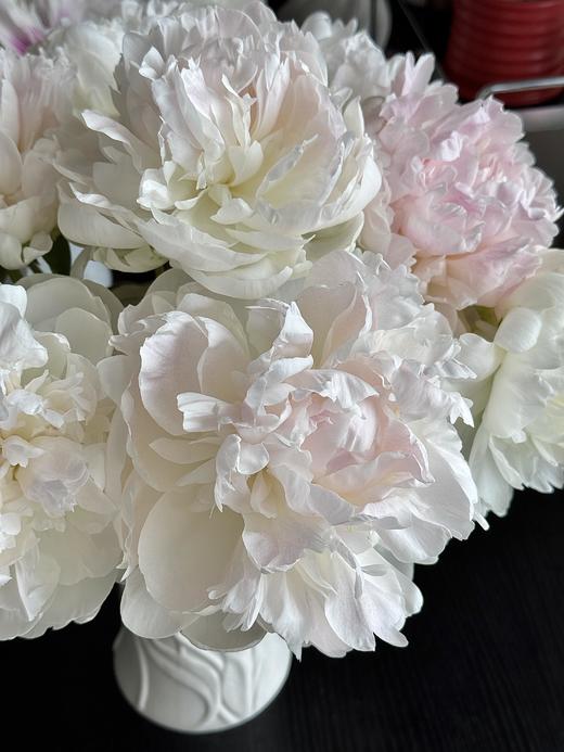 【预售！4.20起陆续发出】珍珠少女【人间四月天，芍药铺庭前】简小姐精选芍药季新品 珍珠少女 5枝 两件包邮 顺丰直发 商品图4