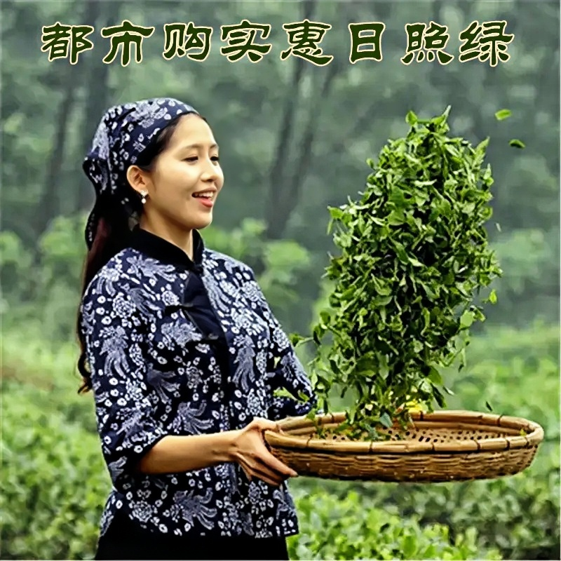 热销推荐【自营】 日照绿春茶（满294元包邮）