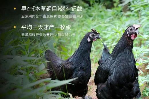 富硒黑鸡蛋25.8元1板30枚，次日到 商品图4