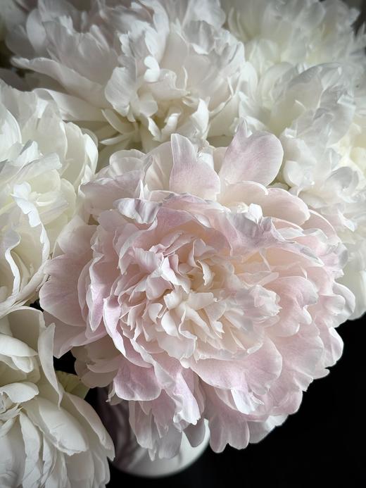 【预售！4.20起陆续发出】珍珠少女【人间四月天，芍药铺庭前】简小姐精选芍药季新品 珍珠少女 5枝 两件包邮 顺丰直发 商品图5