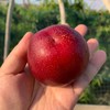 安徽砀山老品种头茬满天星油桃  （软硬两吃）3斤/5斤 商品缩略图8
