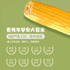 麦秀年早安大苞米东北黄糯玉米2.4斤200g*6穗软糯香甜真空家庭装早餐 /粮油调味 /杂粮 /谷米类 商品缩略图3