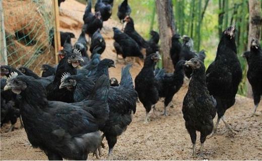 富硒黑鸡蛋25.8元1板30枚，次日到 商品图2