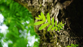 芒种 | 人生的播种与收获，都离不开健康二字 