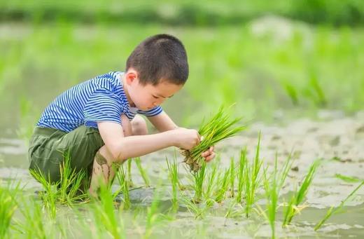 【五月插秧季】稻田插秧、DIY草帽、定向任务挑战、成为环保志愿者，开启欢乐插秧节 商品图4