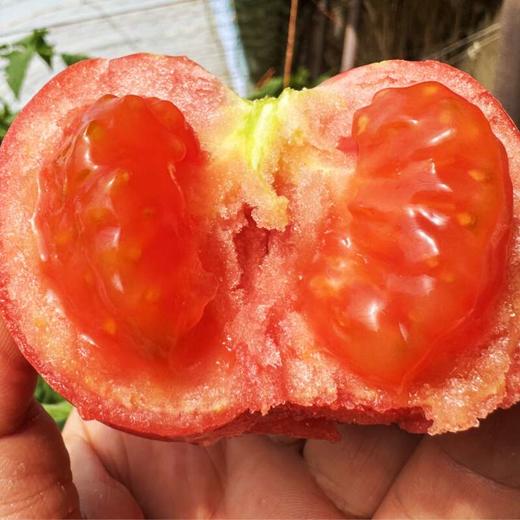 吐鲁番沙瓤番茄净重 5斤净重家庭装/礼盒装 顺丰产地直邮 商品图6