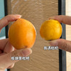 【黄金果期有限】【汉源枇杷】现摘现发 皮薄好剥 水分足足的 对嗓子也特别好~ 商品缩略图1