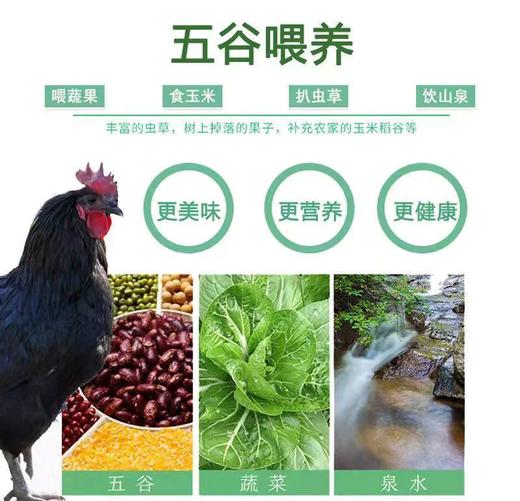 【包邮】九华山生态绿壳乌鸡蛋 光滑细腻的绿売 透亮粘稠的蛋清浓香蛋黄~ 低脂肪、低胆固醇！ 商品图4