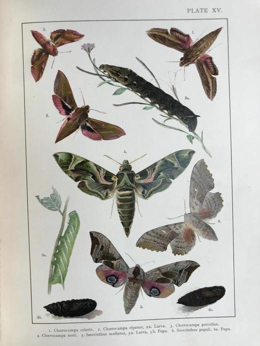 约20世纪早期 不列颠与欧洲蝴蝶飞蛾图鉴 30页彩色插图 漆布精装大16开 商品图6