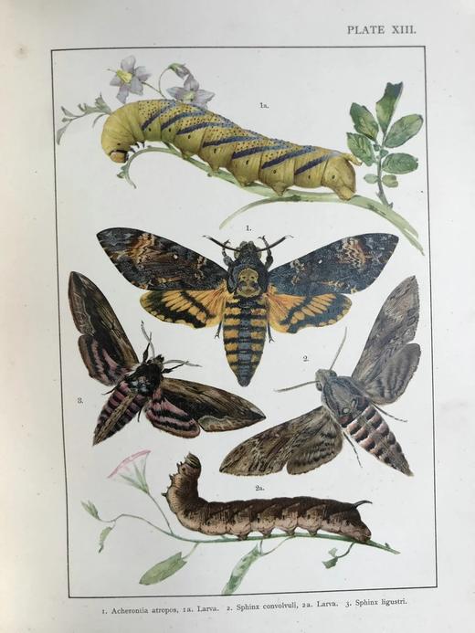 约20世纪早期 不列颠与欧洲蝴蝶飞蛾图鉴 30页彩色插图 漆布精装大16开 商品图8
