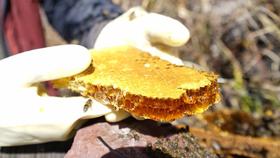 珍品高山野生冬蜜