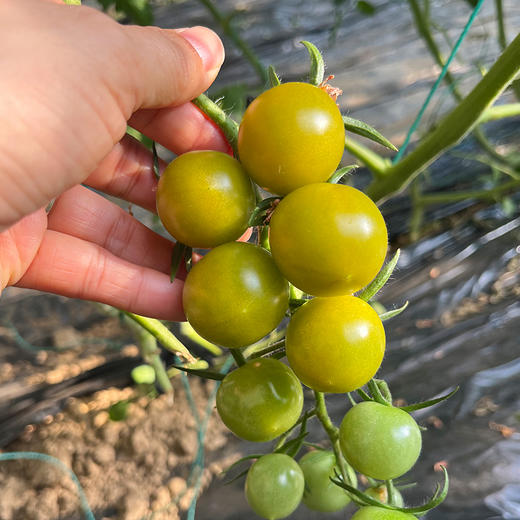 青口蜜小番茄 皮脆爆汁 酸甜可口 自然成熟 不打膨大剂  番茄味浓郁 清甜2号 绿圣女果 350g 商品图1