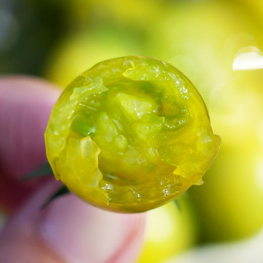 青口蜜小番茄 皮脆爆汁 酸甜可口 自然成熟 不打膨大剂  番茄味浓郁 清甜2号 绿圣女果 350g 商品图2