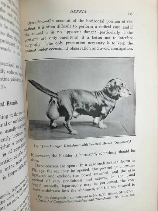 1906年 猫与狗的外科疾病 241幅插图 漆布精装大32开 商品图13