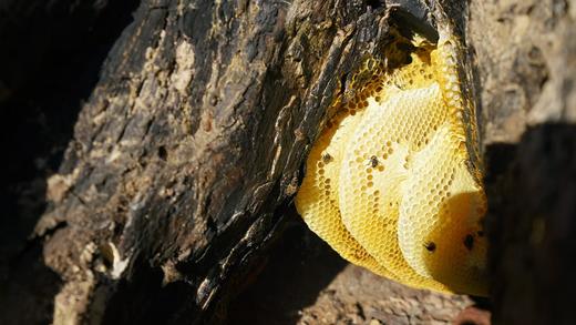 珍品高山野生冬蜜 商品图2