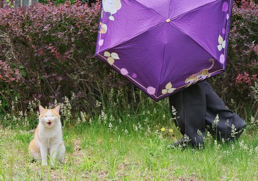 豹越繁花 五折晴雨伞 商品图3