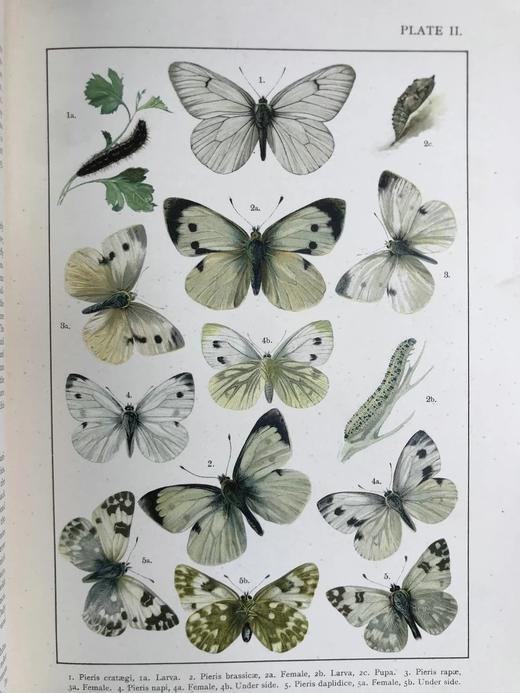 约20世纪早期 不列颠与欧洲蝴蝶飞蛾图鉴 30页彩色插图 漆布精装大16开 商品图12