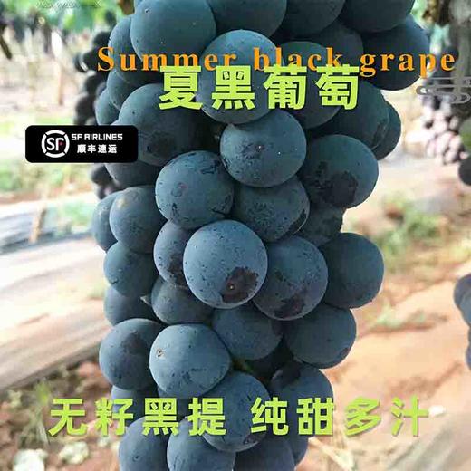 【顺丰包邮 东方黑珍珠】云南夏黑葡萄 无籽黑提葡萄 产地直发 2斤家庭装/3斤5斤彩箱装 商品图2