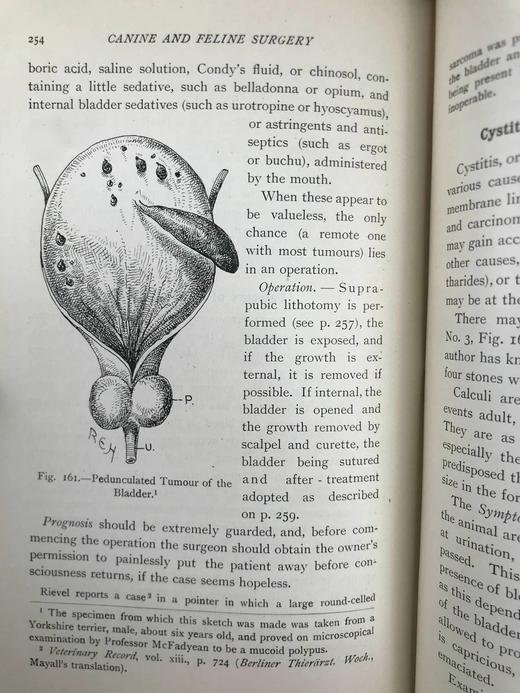 1906年 猫与狗的外科疾病 241幅插图 漆布精装大32开 商品图12