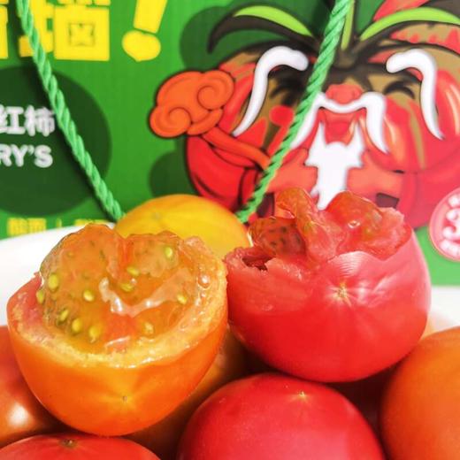 新疆草莓西红柿5斤家庭装 自然成熟 新疆特色美食水果西红柿 商品图1